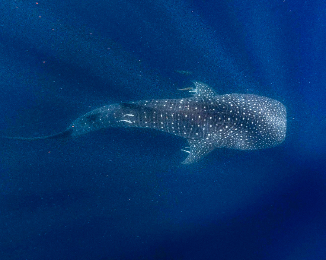 whale shark swimming in the Ningaloo Reef, Exmouth