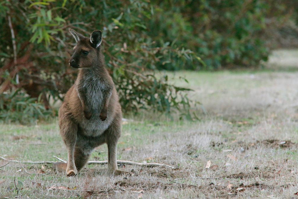 A wallaby. Which is the cuter type of Australian animal: wombats or Kangaroos?