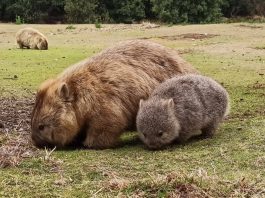 Mum and Baby wombat - one of the cutest Australian animals