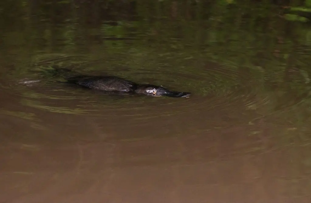 A platypus: the cute Australian animal which is hard to find (and very weird!)