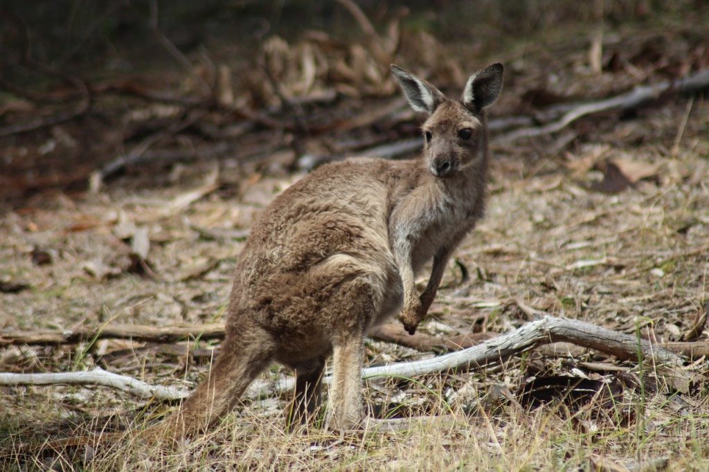 A cute kangaroo. one of the more important safety tips for camping in Australia. Don't drive at night to avoid hitting these guys!